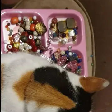 Image from Jayne's Baby Bank (Main Historical Profile), 16 Jan 2026: Princess is volunteering on loose beads for our haberdashery section this evening! ♥️ 🐾♻️👍