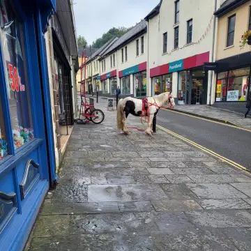 Image from Jayne's Baby Bank (main page), 6 Sep 2024: Little visitor at Pontypool ❤️🐾
