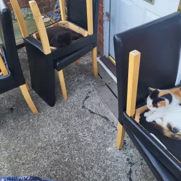 Image from Jayne's Baby Bank (main page), 6 Oct 2025: 6 leather effect chairs £45 please for set .no spitting sorry. Cats product testing.