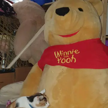 Image from Jayne's Baby Bank (Main Historical Profile), 26 Jan 2026: More Rescue photos The New Caerphilly Bird and Small Animal Rescue. We are not fundraising at present for the rescue but we will be with sep