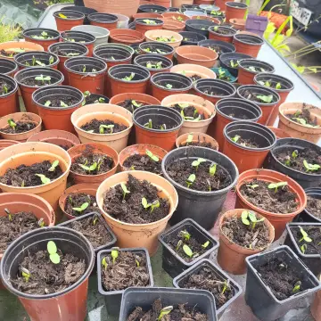 Image from Jayne's Baby Bank (main page), 24 Jul 2024: Sunflowers are determined guys - these are free to the children just collect. Show them how to replant the seeds or how they can be used to 