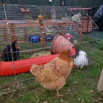 Photo from Jayne's Baby Bank (main page), 24 Mar 2025: As you know we rescue animals from our followers at our own costs in our spare time. We have rescued serveral animals over the years and it'