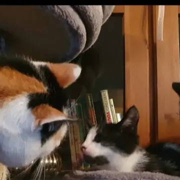 Photo from Jayne's Baby Bank (main page), 24 Mar 2025: As you know we rescue animals from our followers at our own costs in our spare time. We have rescued serveral animals over the years and it'