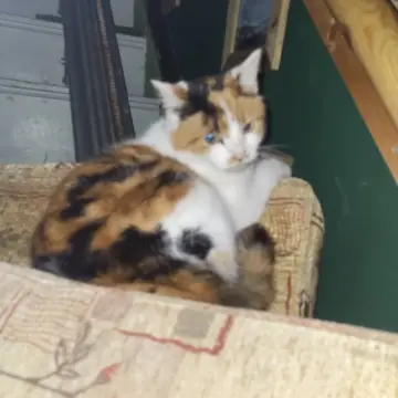 Photo from Jayne's Baby Bank (main page), 22 Mar 2025: Ellie - bellie, one of our rescues refusing to give up the donation of the lovely conservatory furniture we were donated for fundraising! It