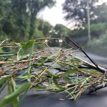 Image from Jayne's Baby Bank (main page), 18 Aug 2024: Who asked me for bamboo cuttings? You need to plant them horizontal in the pot. They are invasive so I would recommend not planting in the g