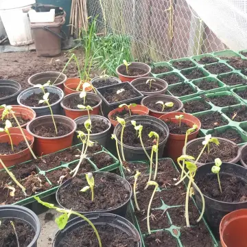 Image from Jayne's Baby Bank (Main Historical Profile), 11 Mar 2024: Carl's been busy growing some items for our allotment areas!