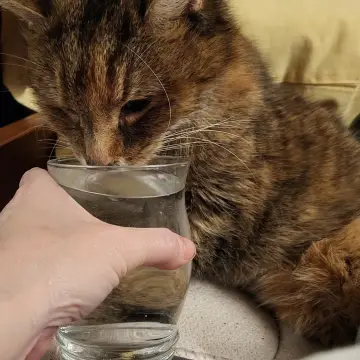 Image from Jayne's Baby Bank (Main Historical Profile), 14 Feb 2026: Cat update - she's got up and drank some water on her own 👍 she actually turned around and got up and asked me for it by putting her tongue 