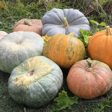 Photo from Jayne's Baby Bank (main page), 1 Nov 2024: We are accepting uncarved , un cut pumpkins for our foodbank and left over sweets please 🙏 we can not collect we need them dropped off to th