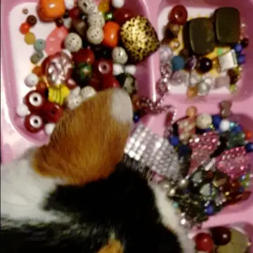 Image from Jayne's Baby Bank (Main Historical Profile), 16 Jan 2026: Princess is volunteering on loose beads for our haberdashery section this evening! ♥️ 🐾♻️👍