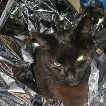 Image from Jayne's Baby Bank (Main Historical Profile), 4 Nov 2025: Ronnie demonstrating the effectiveness of the foil blankets keeping families warm