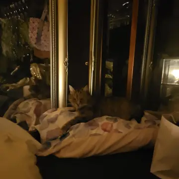 Image from Jayne's Baby Bank (Main Historical Profile), 17 Jan 2026: Another pillow Princess - they all steal my pillows 😁👍