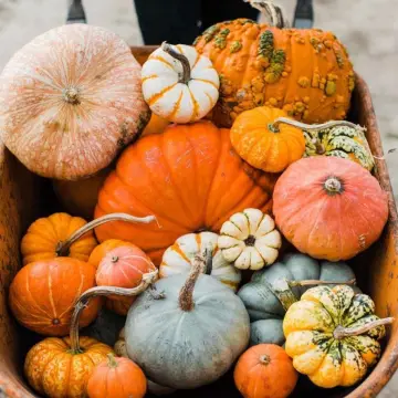 Image from Jayne's Baby Bank (Main Historical Profile), 8 Nov 2025: We have approximately 50 pumpkins left out of 300 at Pontypool shop ! Brilliant guys well done for re using them! Available FREE today for f