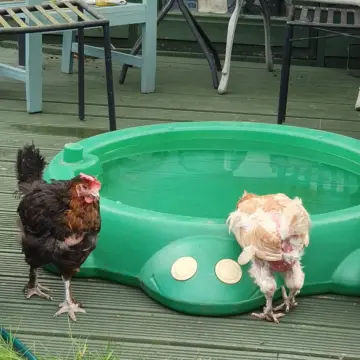 Image from Jayne's Baby Bank (Main Historical Profile), 26 Jan 2026: Spot the difference- GREEN NOT BROWN. If you contain and restrict animals they eat the grass if they freely roam everything stays green!