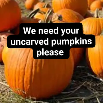 Photo from Jayne's Baby Bank (main page), 21 Oct 2024: We are taking uncarved pumpkins for our foodbank or we will donate to farms after Halloween. Please drop off we can not collect sorry. This 
