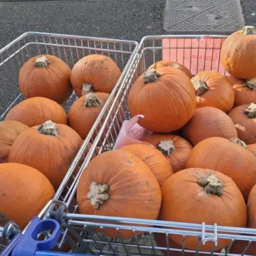 Image from Jayne's Baby Bank (Main Historical Profile), 8 Nov 2025: Dan has about 20 pumpkins left at Pontypool shop! And one has got a job with the council