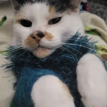 Image from Jayne's Baby Bank (Main Historical Profile), 26 Oct 2025: If you see the cats with jumpers on - keep walking- they are old and cold and stubborn and won't wait inside the house for us to come home.