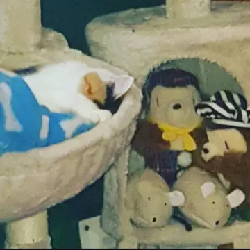 Image from Jayne's Baby Bank (Main Historical Profile), 26 Jan 2026: Some more of the animals we have rescued . Scardy Cat and Princess were our first two animals they came from Manchester - mixed communicatio
