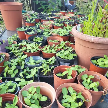 Image from Jayne's Baby Bank (main page), 28 Jul 2024: Still sunflowers left for the children. We grow them so you can teach them how to car for plants and how to harvest the seeds to eat/for pet