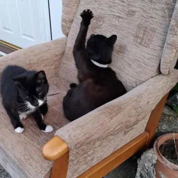Image from Jayne's Baby Bank (main page), 10 Aug 2025: The team product testing this week! Yes we take furniture if you can drop off to the SHOPS . No stained, damaged items , nothing bigger than