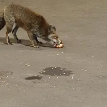 Image from Jayne's Baby Bank (Main Historical Profile), 23 Feb 2026: Another little urban fox around. We have a family of them in Pontllanfraith that have been about for years ❤️