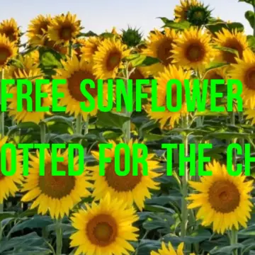 Image from Jayne's Baby Bank (main page), 20 Jul 2024: Free sunflower seeds potted up for the children at my house.