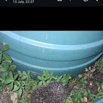 Image from Jaynesbabybank Registered - cic: One of our rescue hedgehogs following Dan around while he was watering the plants and the grass as its quite dry. We promote free roam.