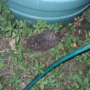 Photo from Jaynesbabybank Registered - cic: One of our rescue hedgehogs following Dan around while he was watering the plants and the grass as its quite dry. We promote free roam.