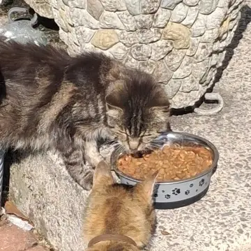 Image from Jaynesbabybank Registered - cic: Lillibet today. Fed her wet food this morning