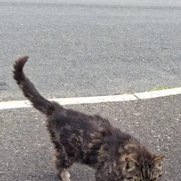 Image from Jaynesbabybank Registered - cic: This little cat keeps coming to visit us . Is its anyone's please as we don't want to feed it too much just encase. We have given it biscuit
