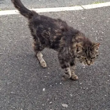 Photo from Jaynesbabybank Registered - cic: This little cat keeps coming to visit us . Is its anyone's please as we don't want to feed it too much just encase. We have given it biscuit