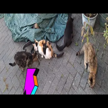 Photo from Jaynesbabybank Registered - cic, 8 Jul 2026: Found out who's cat it is. She's 15 year old. The owner has passed away and the family have given my neighbour cat food to feed it and look 