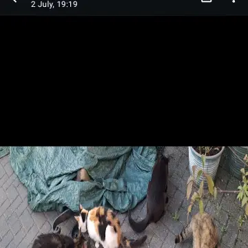 Image from Jaynesbabybank Registered - cic, 8 Jul 2026: Found out who's cat it is. She's 15 year old. The owner has passed away and the family have given my neighbour cat food to feed it and look 