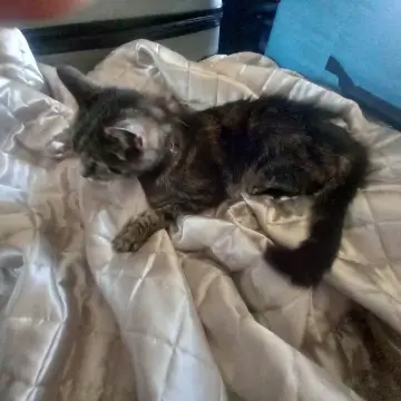Image from Jaynesbabybank Registered - cic: Update: we have seen lilly lou today by her owners old house and we have fed her. I think another lady in the bungalows has been feeding her