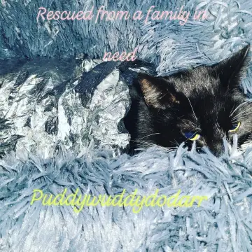 Image from Jaynesbabybank Registered - cic, 17 Jul 2026: Some of our rescues. The New Caerphilly Bird and Small Animal Rescue Sanctuary by Jayne's Baby Bank Trademarked Registered CIC 16838920.