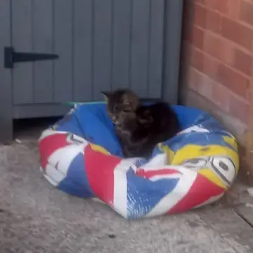 Image from Jaynesbabybank Registered - cic: Who ever donated this been bag lillybet has claimed it. She's 15+ and her owner has died. We have been looking after her . Yesterday she had