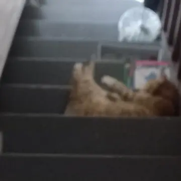 Image from Jaynesbabybank Registered - cic: Rolo will be death of me . She always sleeps on the edge of something. This is her new thing - trying to kill me on the stairs. She deaf so 