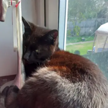 Photo from Jaynesbabybank Registered - cic, 15 Sep 2026: Poor Ronnie can't cope with the loss of Princess. She adopted them as kittens when we rescued them. That was the first time they met on the 