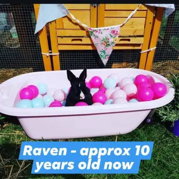 Image from Jaynesbabybank Registered - cic, 17 Jul 2026: Some of our rescues. The New Caerphilly Bird and Small Animal Rescue Sanctuary by Jayne's Baby Bank Trademarked Registered CIC 16838920.