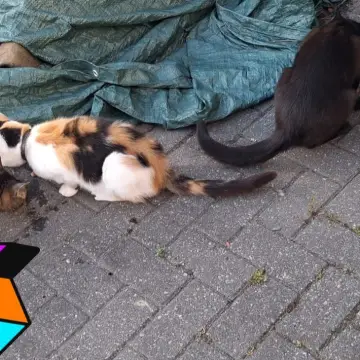 Image from Jaynesbabybank Registered - cic, 4 Jul 2026: We still don't know if this cat has an owner . We can't catch him to scan him unfortunately and we didnt want to scare him away by trying to