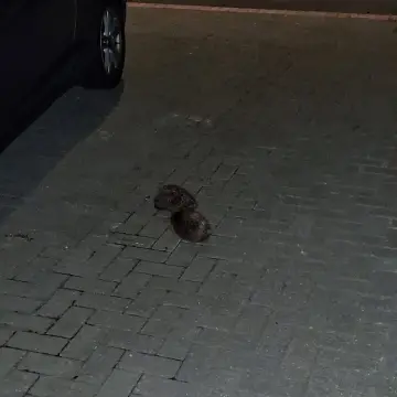 Image from Jaynesbabybank Registered - cic: We have 2 new hedgehogs 🦔 that have heard on the grapevine we love our snacks and are feeders! Rocked up of their own accord and are now liv