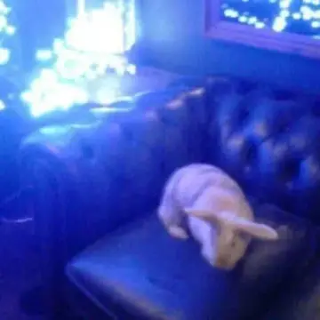 Image from Jaynesbabybank Registered - cic, 17 Jul 2026: Some of our rescues. The New Caerphilly Bird and Small Animal Rescue Sanctuary by Jayne's Baby Bank Trademarked Registered CIC 16838920.