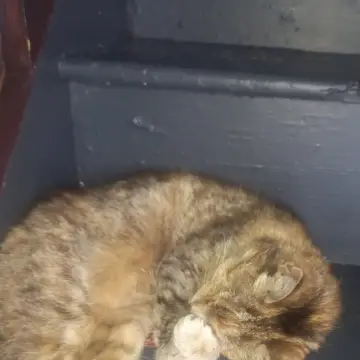 Image from Jaynesbabybank Registered - cic, 11 Sep 2026: Roley Poley 20 years plus will literally sleep on the edge of anything.